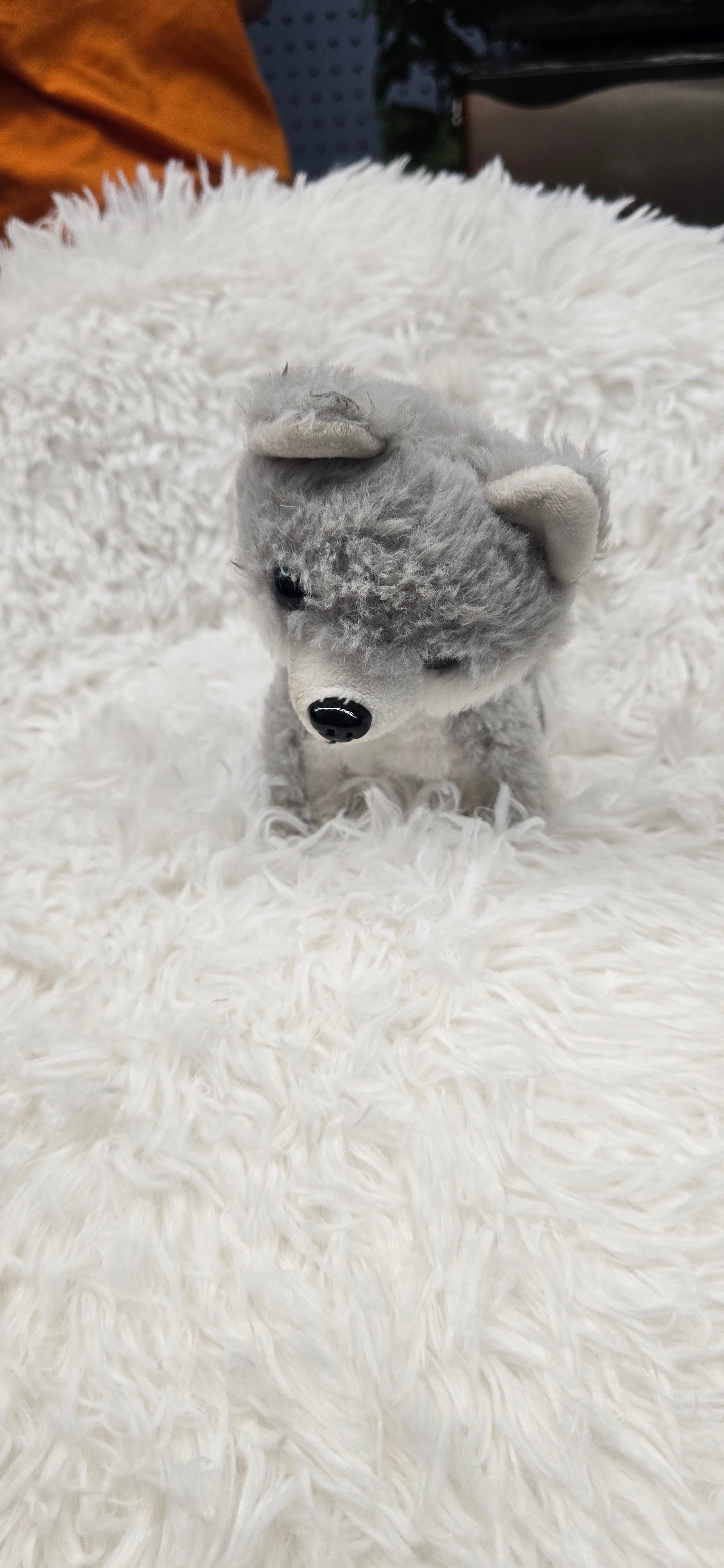 Little dog